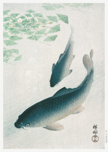 Carp or Koi