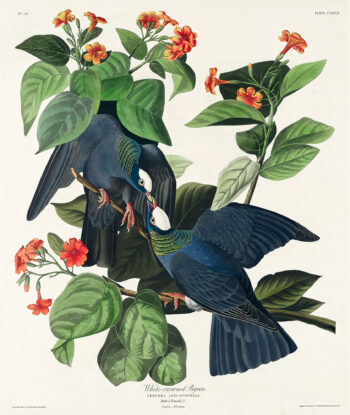 White-crowned Pigeon