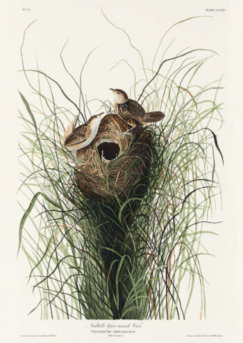 Nuttall's lesser-marsh Wren