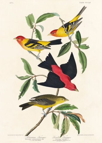 Louisiana Tanager and Scarlet Tanager