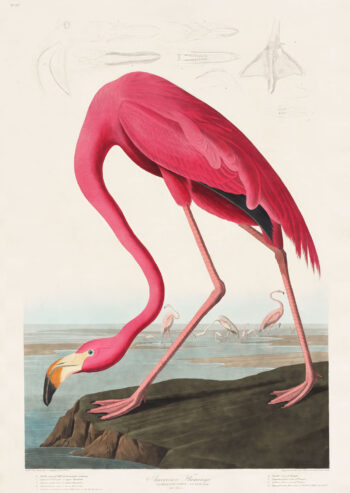 Pink Flamingo