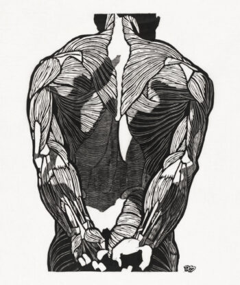 Anatomical study of a man's back muscles