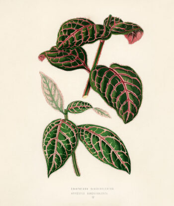 Eranthemum Sanguinolentum