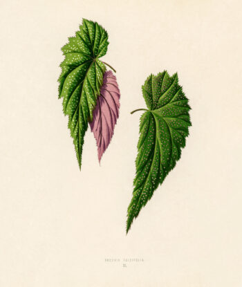 Begonia Falcifolia