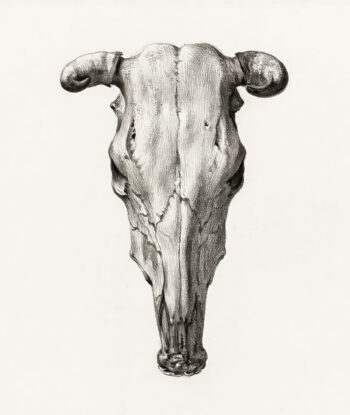 Skull of a cow 1