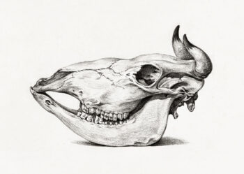 Skull of a cow 2