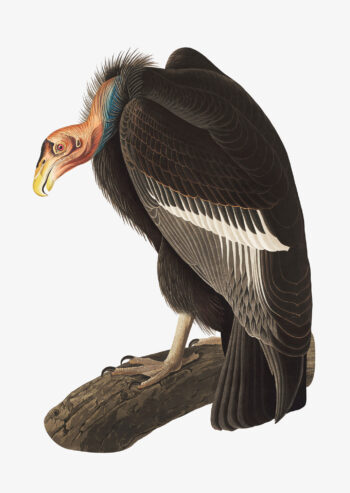 Californian Vulture